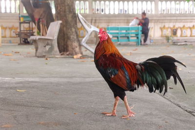 Close-up of rooster