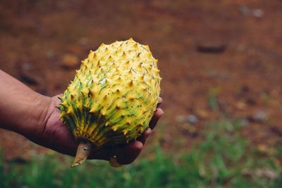 Close-up of hand holding fruit