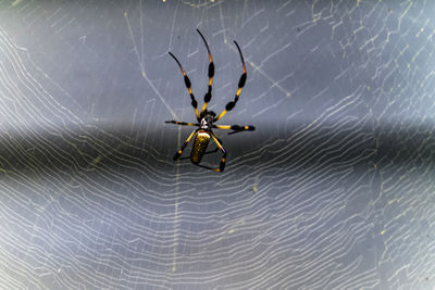 Close-up of spider on web