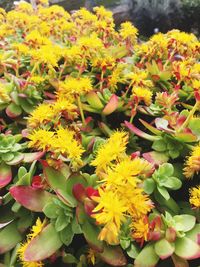 Close-up of yellow flower