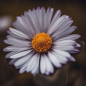 Close-up of white daisy flower