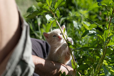 Close-up of monkey on tree