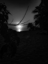 Sun shining through trees