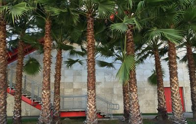 Palm trees against sky