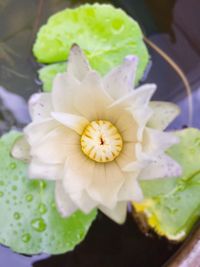 Close-up of flower