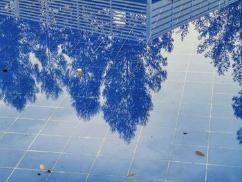 Reflection of tree in swimming pool