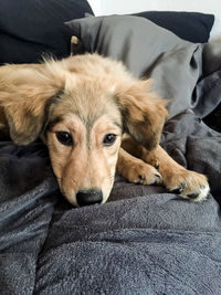 Portrait of dog relaxing on sofa at home