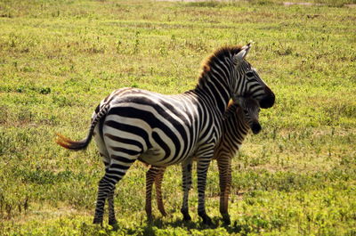 animal