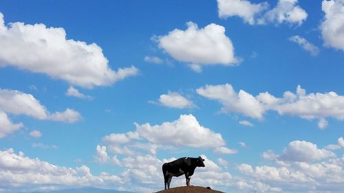 Low angle view of cow standing on land against sky