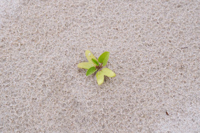 High angle view of small plant growing on land