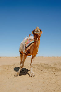 Camel on sand at desert against clear blue sky
