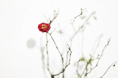 Close-up of red rose on tree