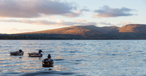 Mallard duck swimming on loch lomond against sky