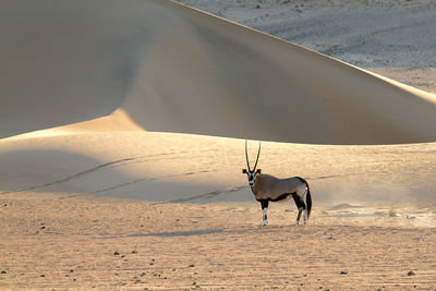 Oryx on desert