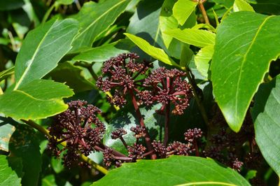 Close-up of leaves