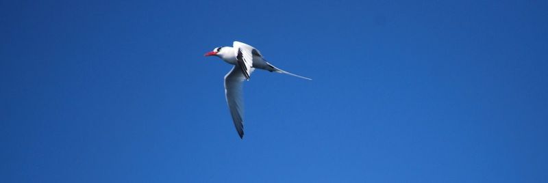 Low angle view of pelican flying against clear blue sky