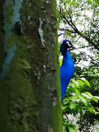 Bird perching on a tree