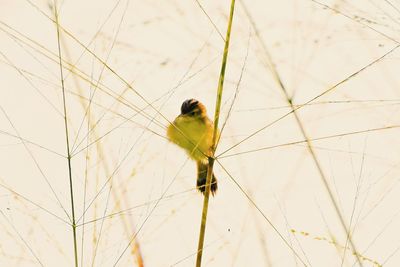 Bird perching on wall