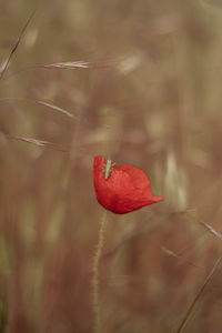 Close-up of yellow flower
