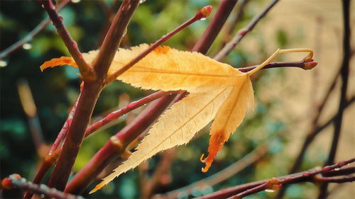 Close-up of dry maple leaves on branch