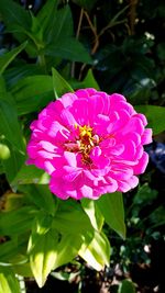 Close-up of pink flower blooming outdoors