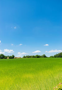 Scenic view of agricultural field against sky