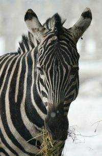 Close up of a zebra