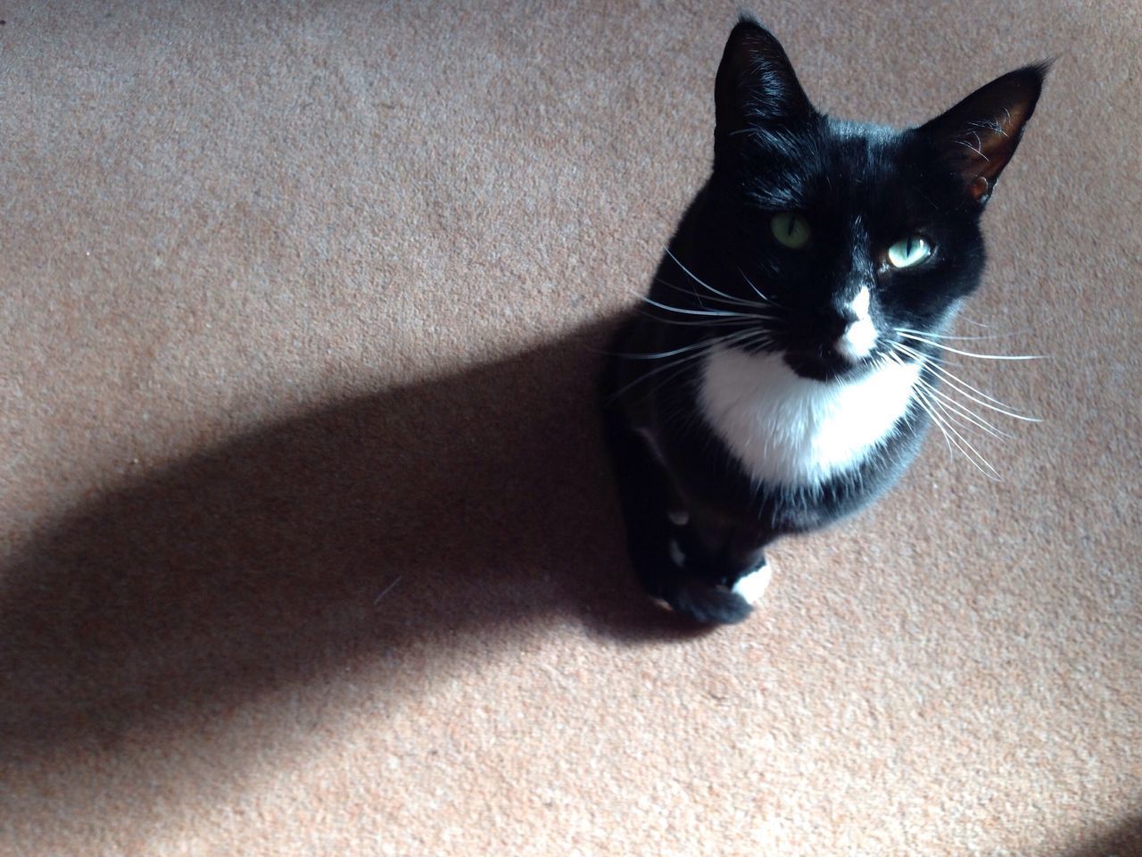 CLOSE-UP PORTRAIT OF BLACK CAT ON FLOOR