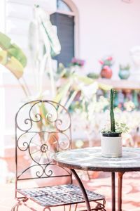 Close-up of potted plant on table
