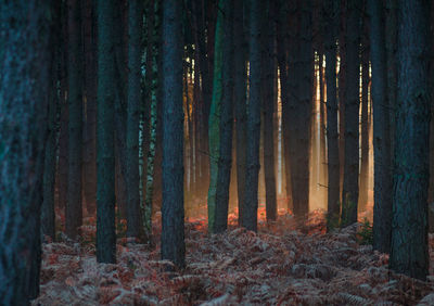 Panoramic shot of pine trees in forest