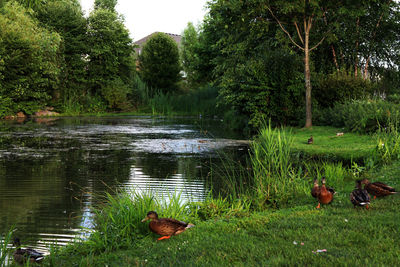 Scenic view of lake by trees