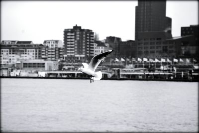 Seagull flying over city