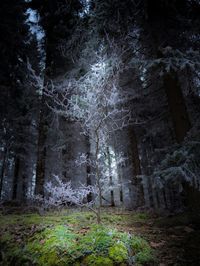 Trees in forest against sky at night