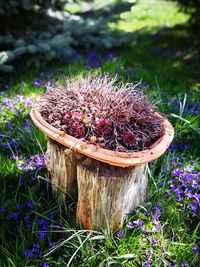 Close-up of purple flowering plant on tree stump