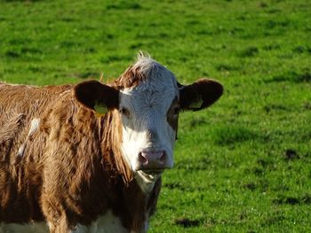 Portrait of cow standing on field