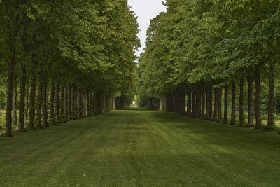 Footpath amidst trees in park