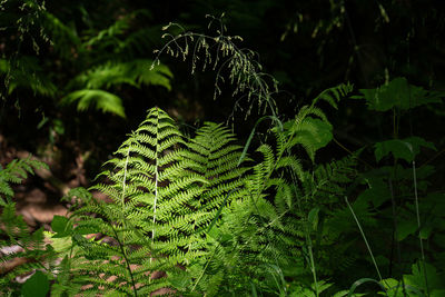 Close-up of fern leaves