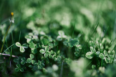 Full frame shot of plant