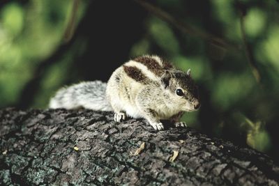 Close-up of squirrel on tree