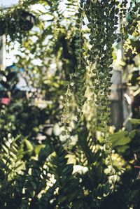 Close-up of flowering plant
