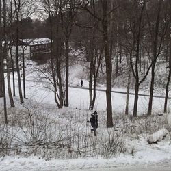 Bare trees on snow covered field