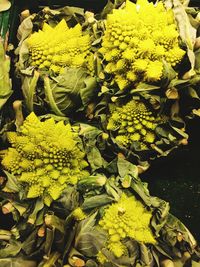 Close-up of yellow flowers