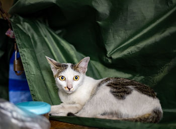 Portrait of cat relaxing on bed