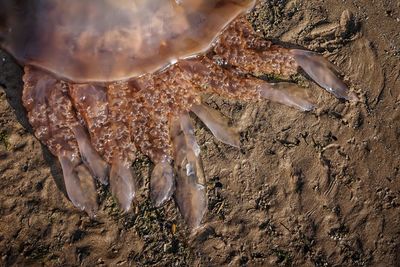 Close-up of jellyfish on beach 