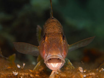Close-up of fish swimming in sea