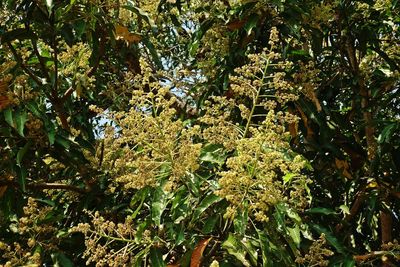 Low angle view of flowering trees in forest