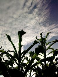 Close-up of plant against cloudy sky