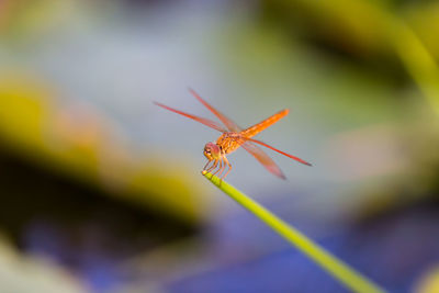 Close-up of insect