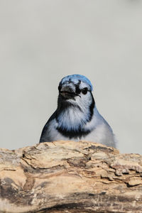 Low angle view of a bird on rock