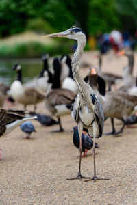 Close-up of birds